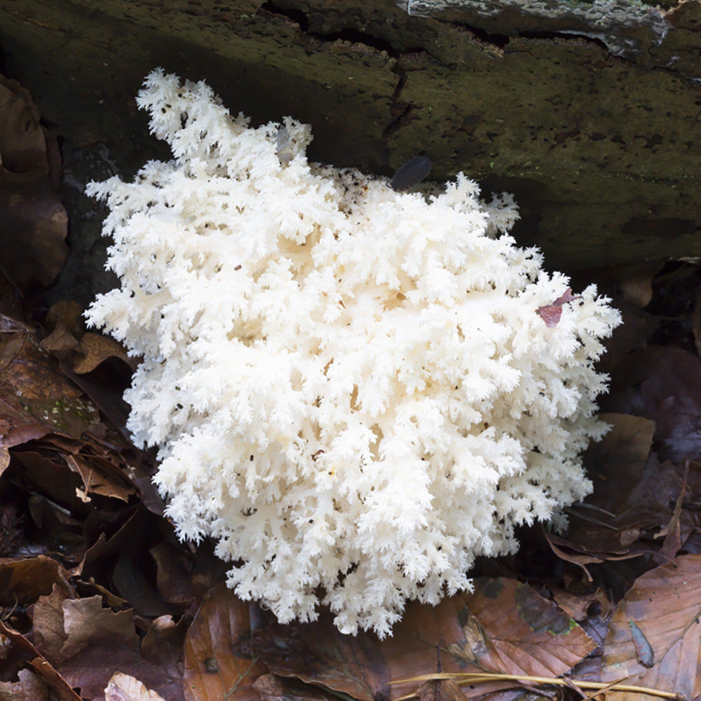 Coral Tooth (Hericium coralloides)
Growing on a Log
