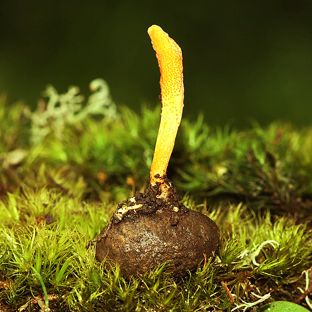 Cordyceps Militaris Mushroom