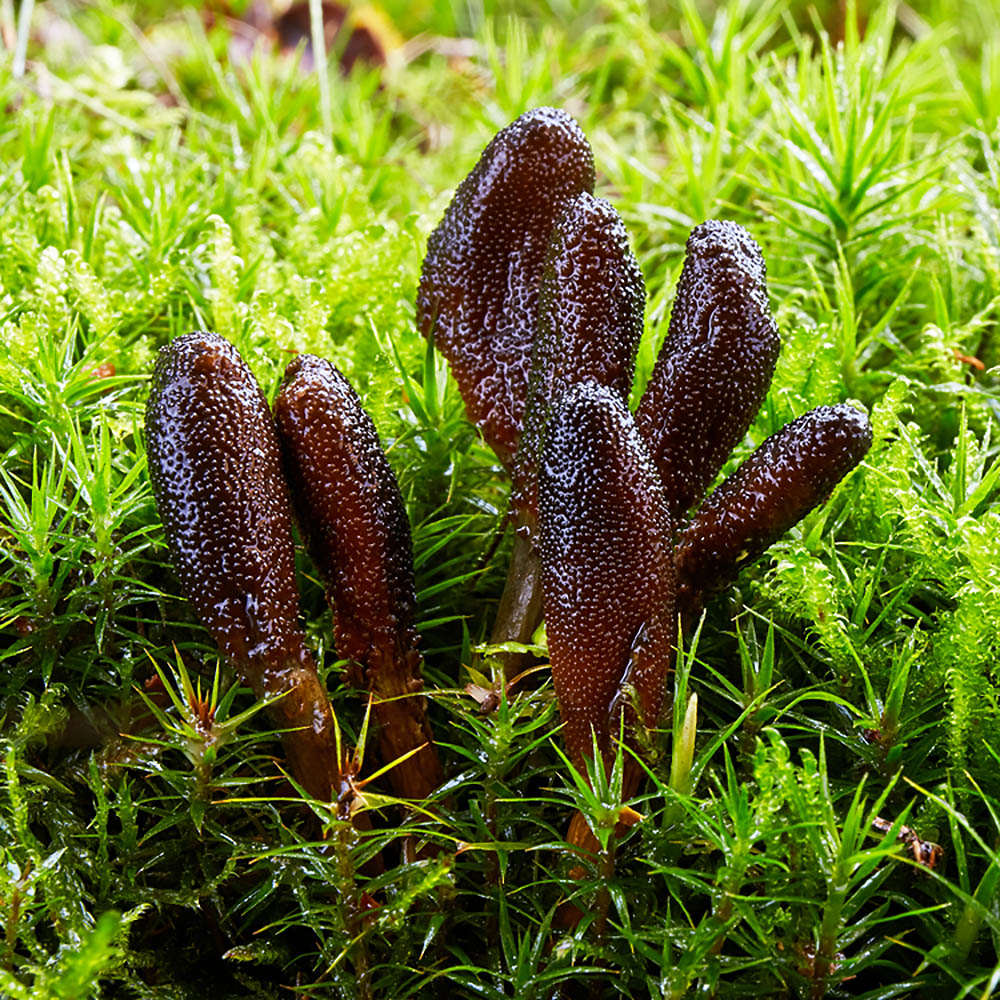 Cordyceps ophioglossoides
Growing in some moss