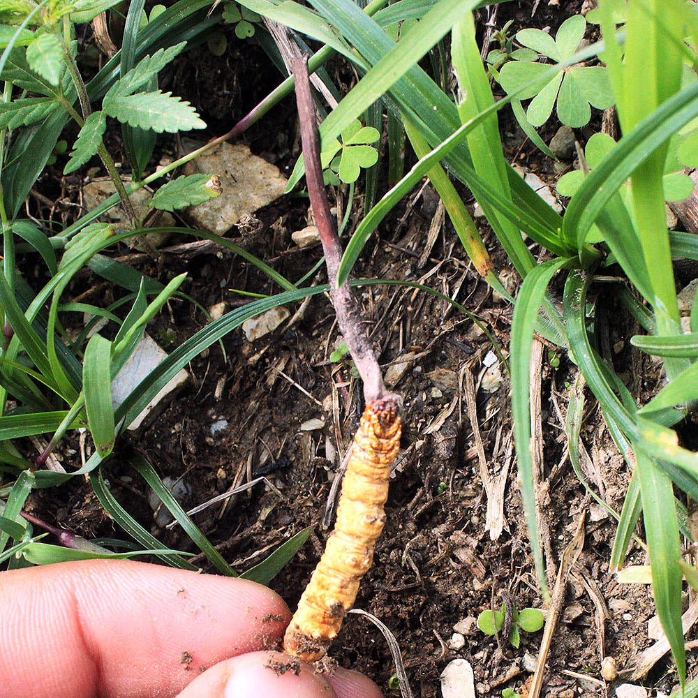 Cordyceps Sinensis Mushroom
Growing off of a caterpillar
Being Picked up off of the ground