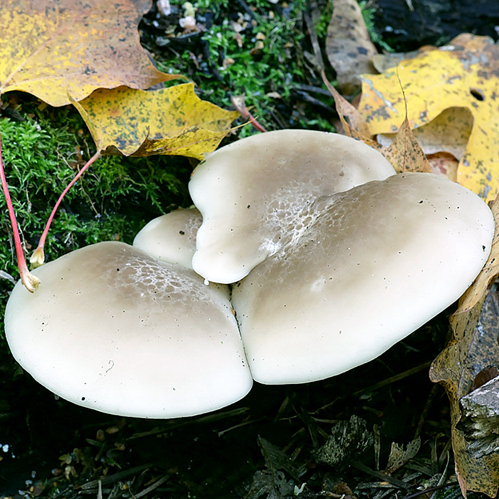 Elm Oyster (Hypsizygus ulmarius)
Growing out of leaf litter and moss