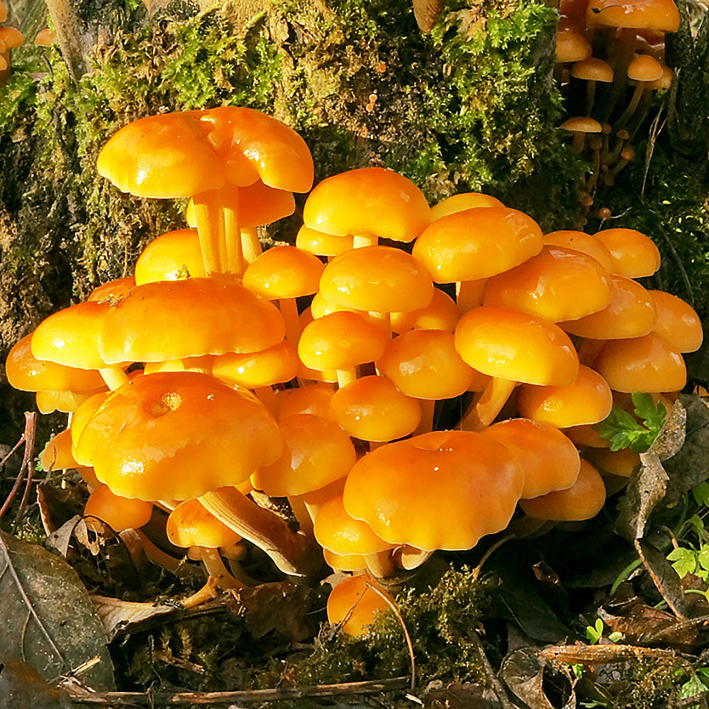 Gold Enoki (Flammulina velutipes)