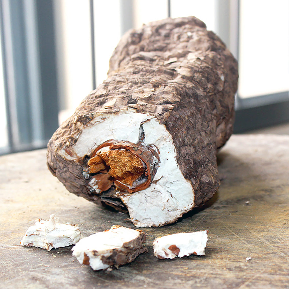 Fu Ling (Poria cocos) Mushroom
Sitting on a table