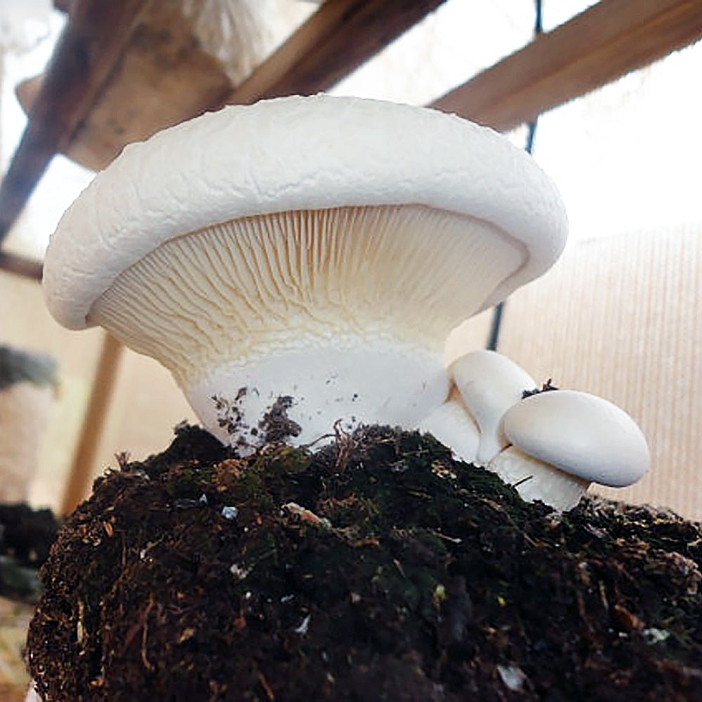 Funcia di basiliscu (Pleurotus nebrodensis)
Growing out of mushroom substrate