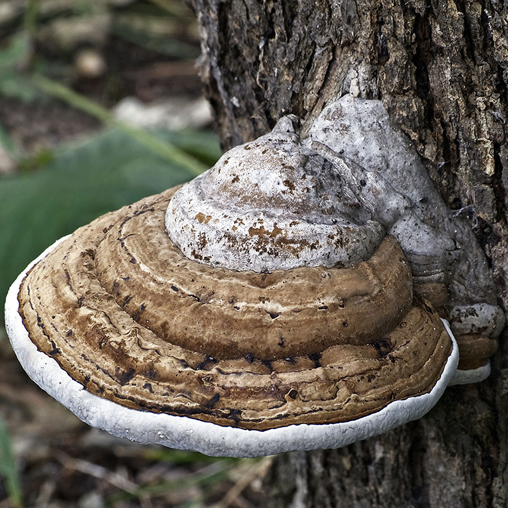 Artists Conk (Ganoderma applanatum)