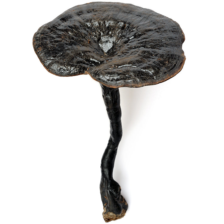 Ganoderma formosanum mushroom
dehydrated on a white background
