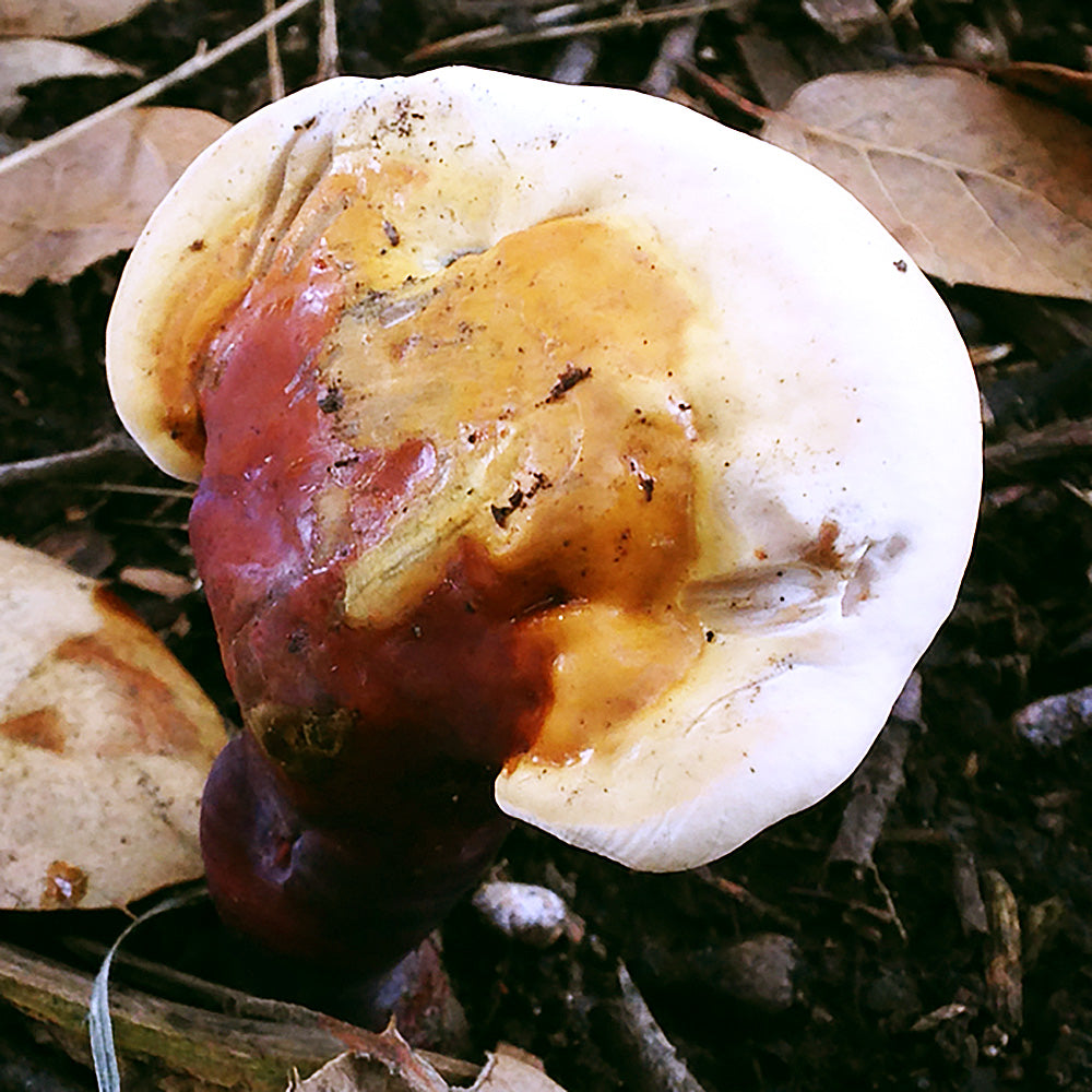 Ganoderma polychromum Mushroom Growing from forest floor
