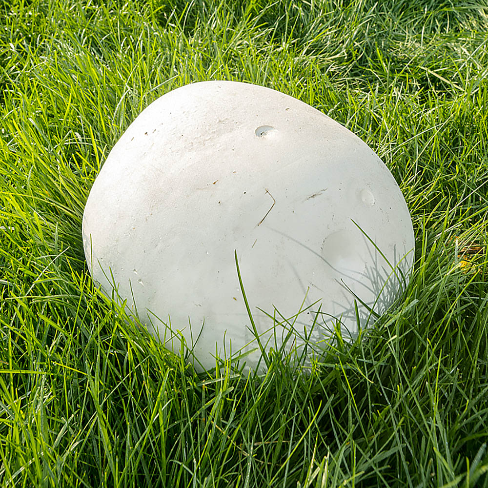 Giant Puffball (Calvatia gigantea)
Growing out of the grass