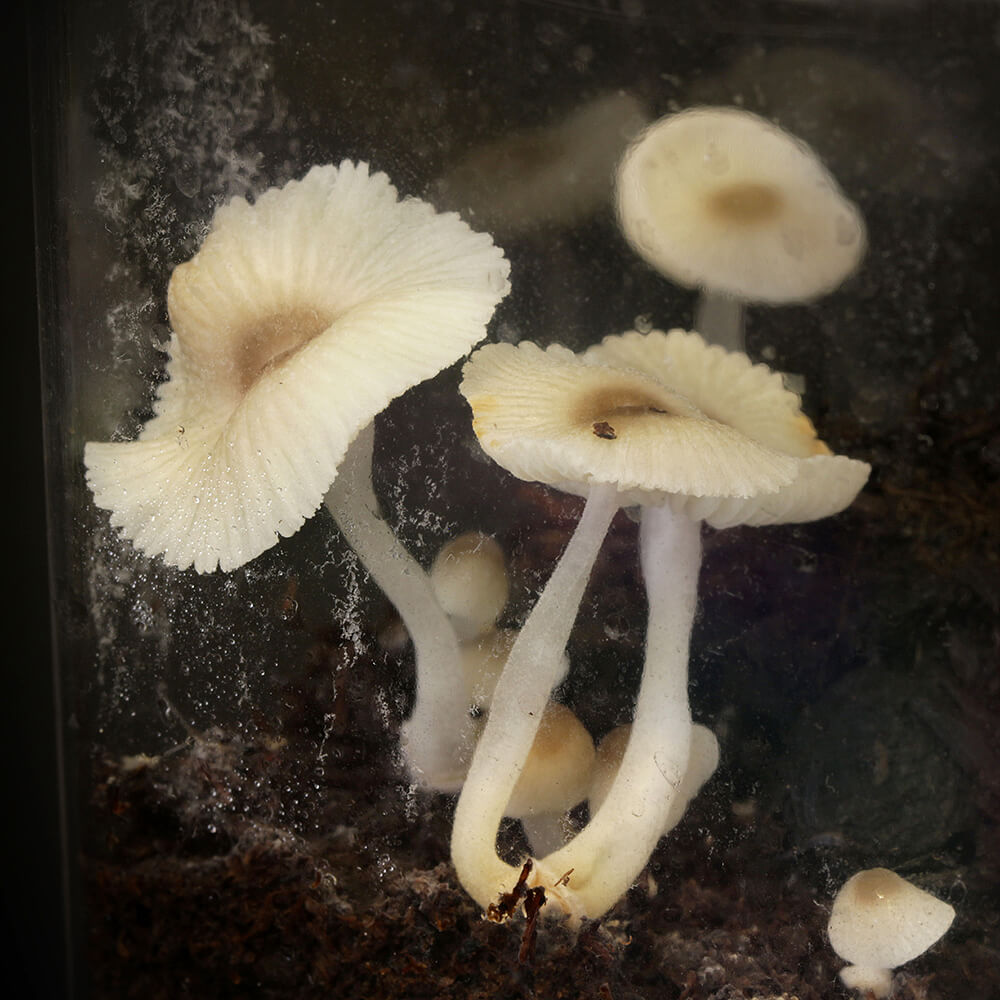 Green Pepe (Mycena chlorophos)