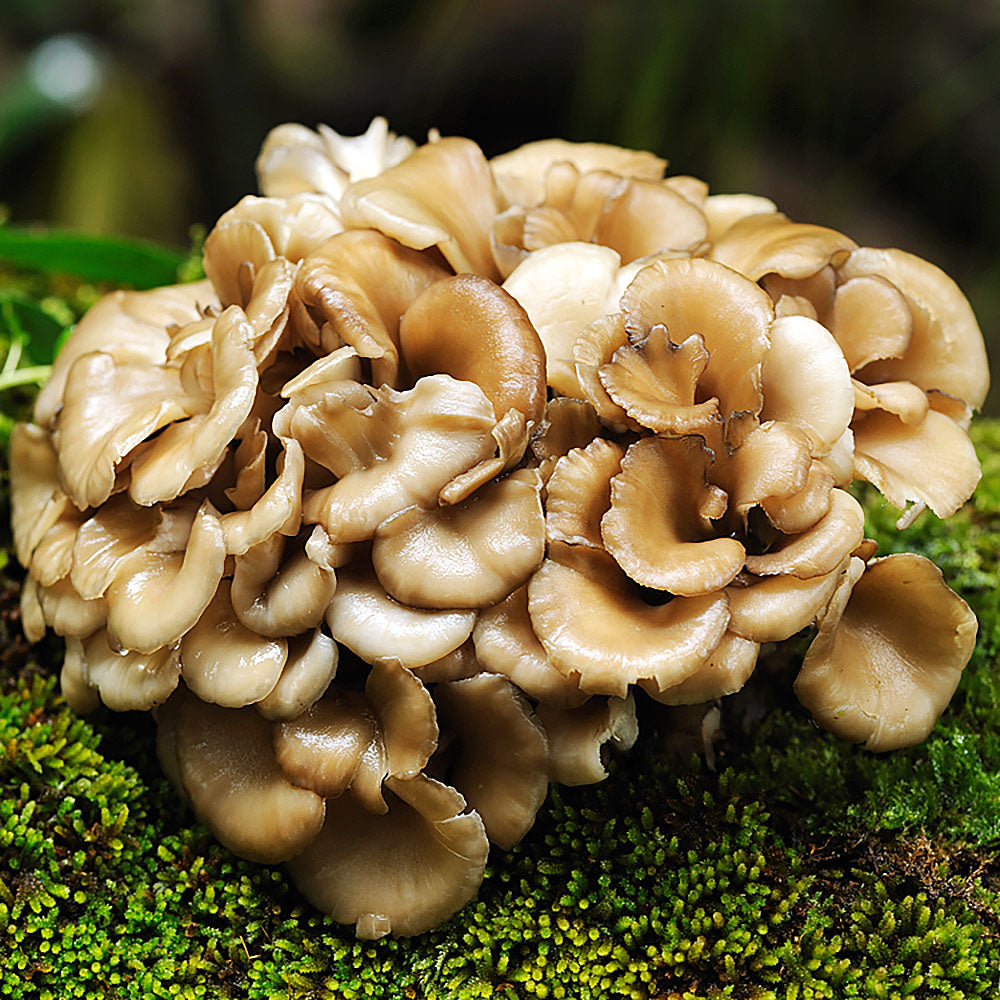Maitake (Grifola frondosa)
growing out of green moss