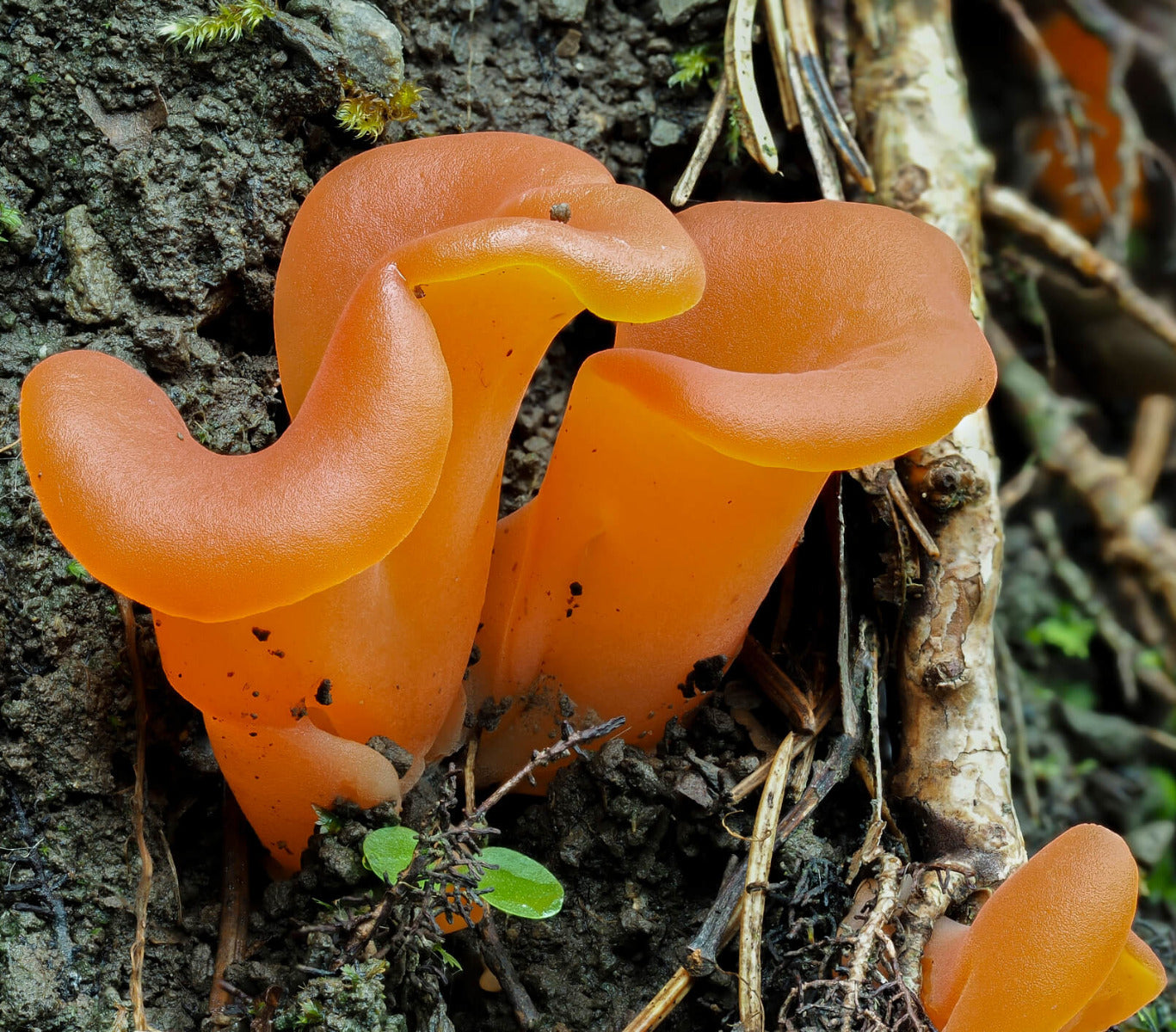 Apricot Jelly Mushroom (Guepinia helvelloides)