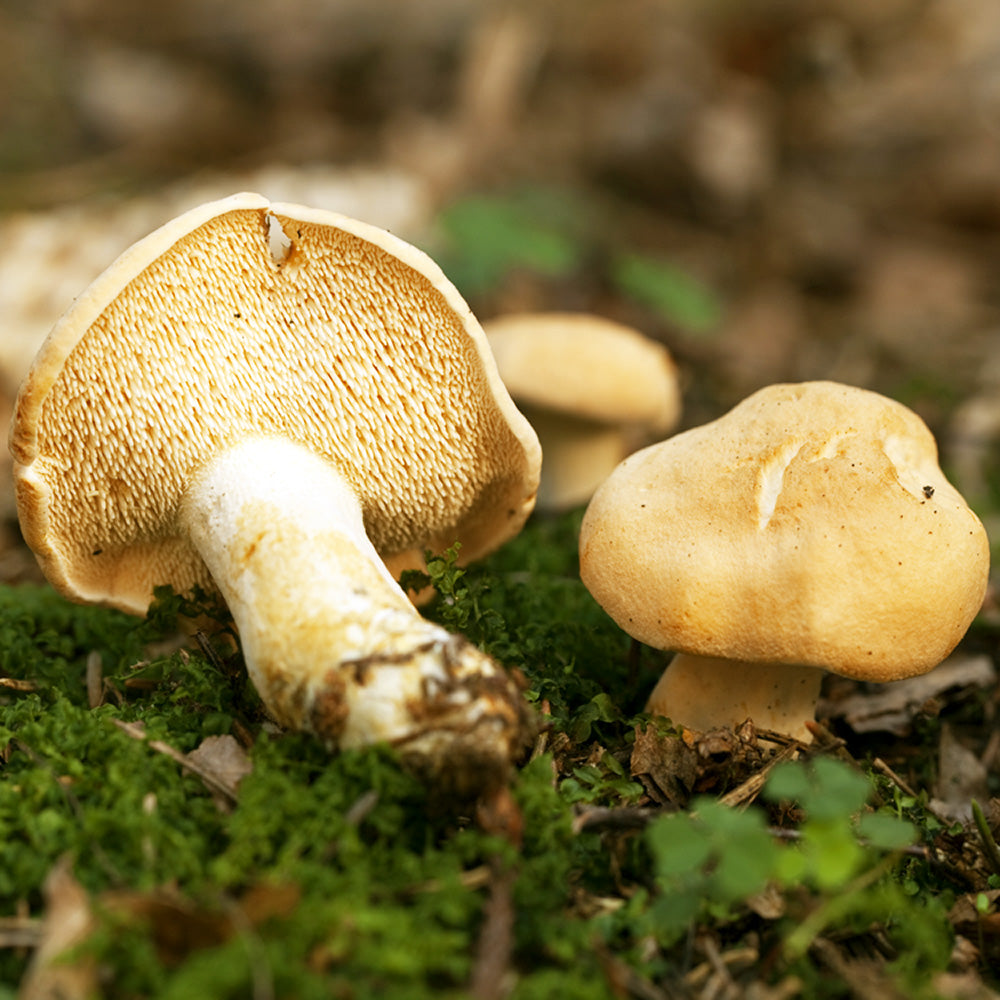 Hedgehog Mushroom (Hydnum repandum)
