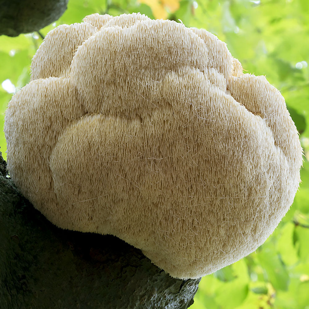 Lions Mane (Hericium erinaceus)
growing on a tree