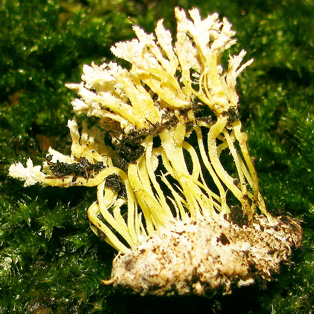 Isaria farinosa
growing on a insect