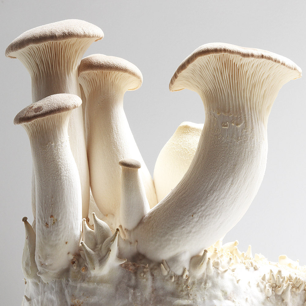 King Oyster Mushroom (Pleurotus eryngii)
growing on mushroom substrate