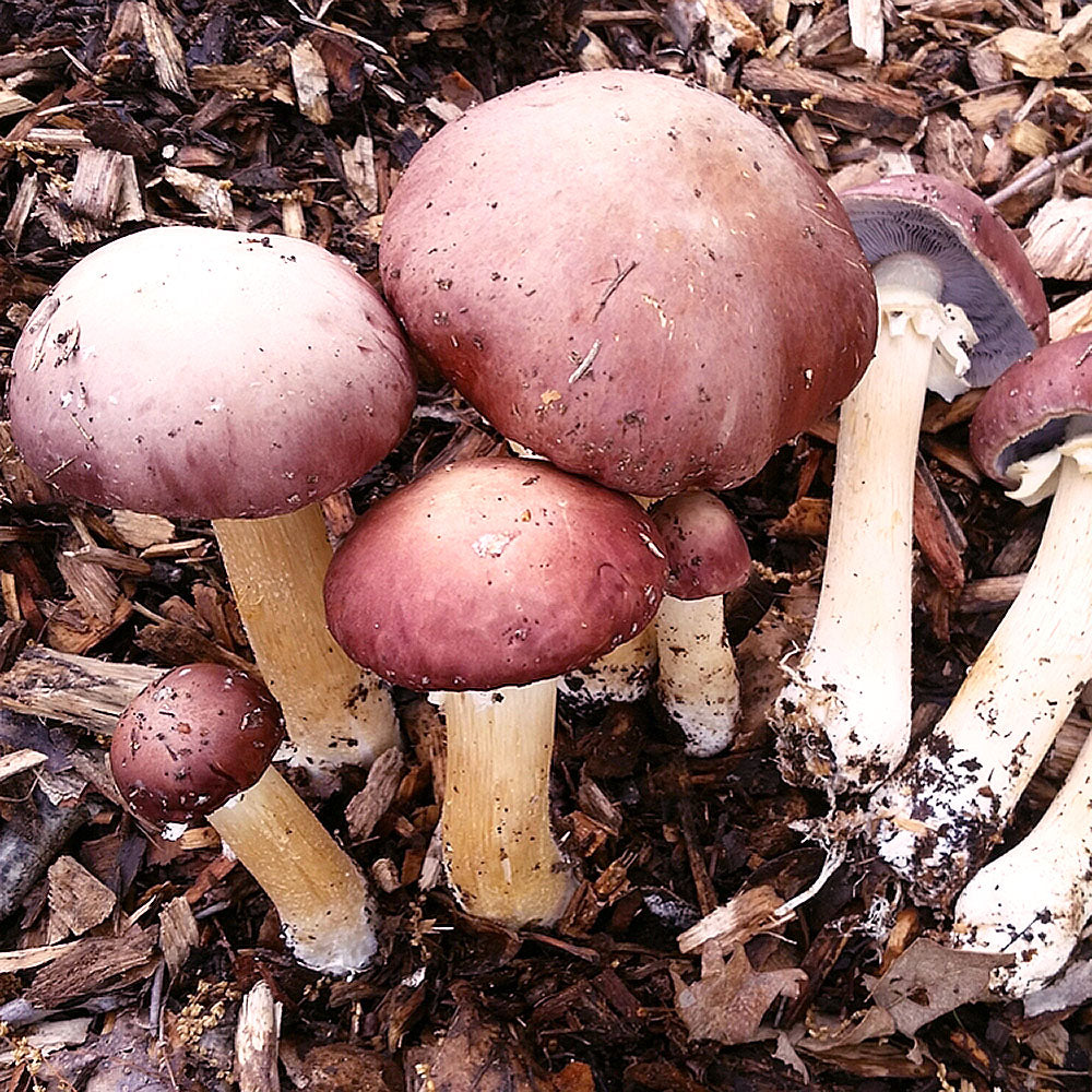 King Stropharia (Stropharia Rugoso-Annulata)
growing from wood chips