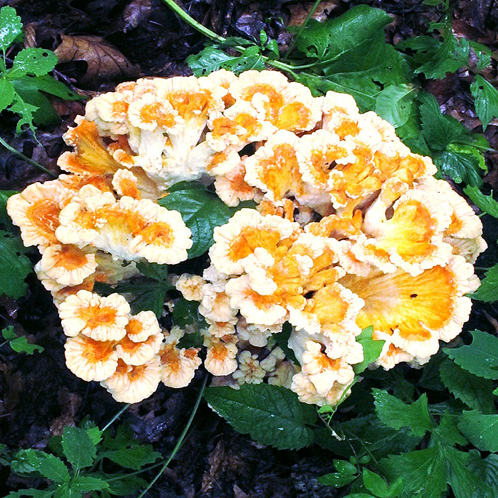 Chicken of the woods White-Pored (Laetiporus cincinnatus)