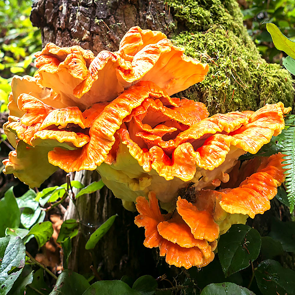 Chicken of the woods (Laetiporus sulphureus)