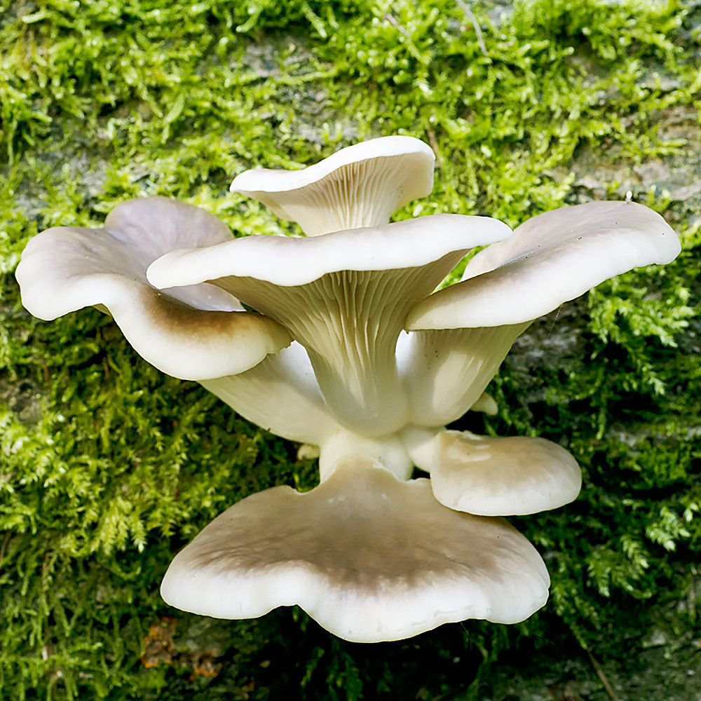 Oyster Mushroom Lambert 123 (Pleurotus ostreatus)