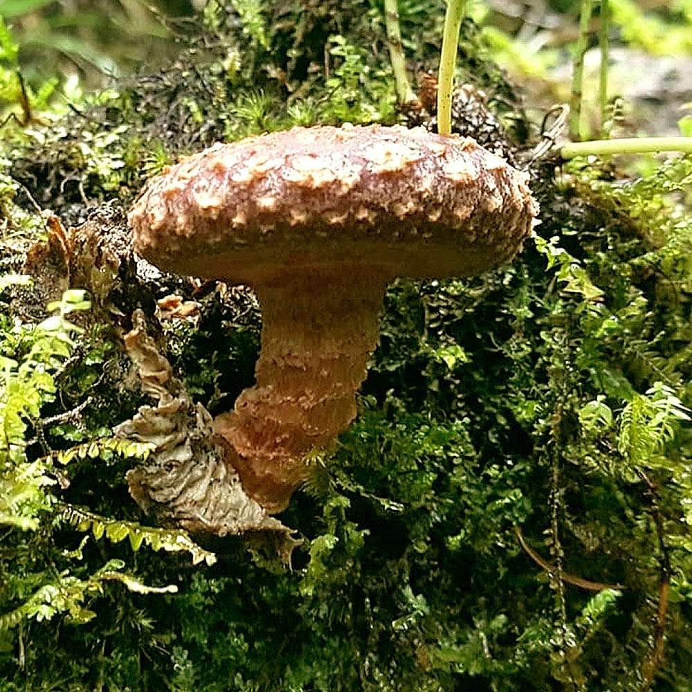 Lentinula aciculospora
growing from green moss