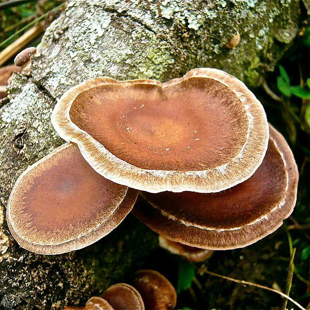 Lentinula boryana
growing on a log