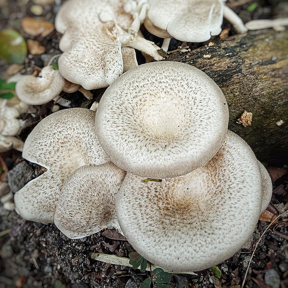 Hed Khon Khao (Lentinus Squarrosulus)
Growing off of dead wood
In the forest