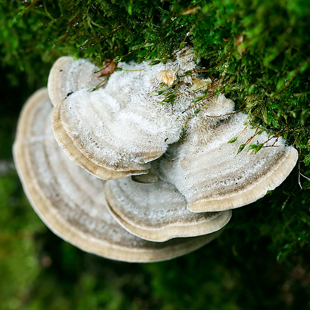 Gilled Polypore (Lenzites betulina)
Growing from green moss