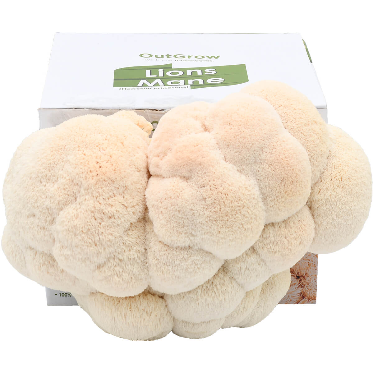 Lions Mane Mushroom Grow Kit growing mushrooms