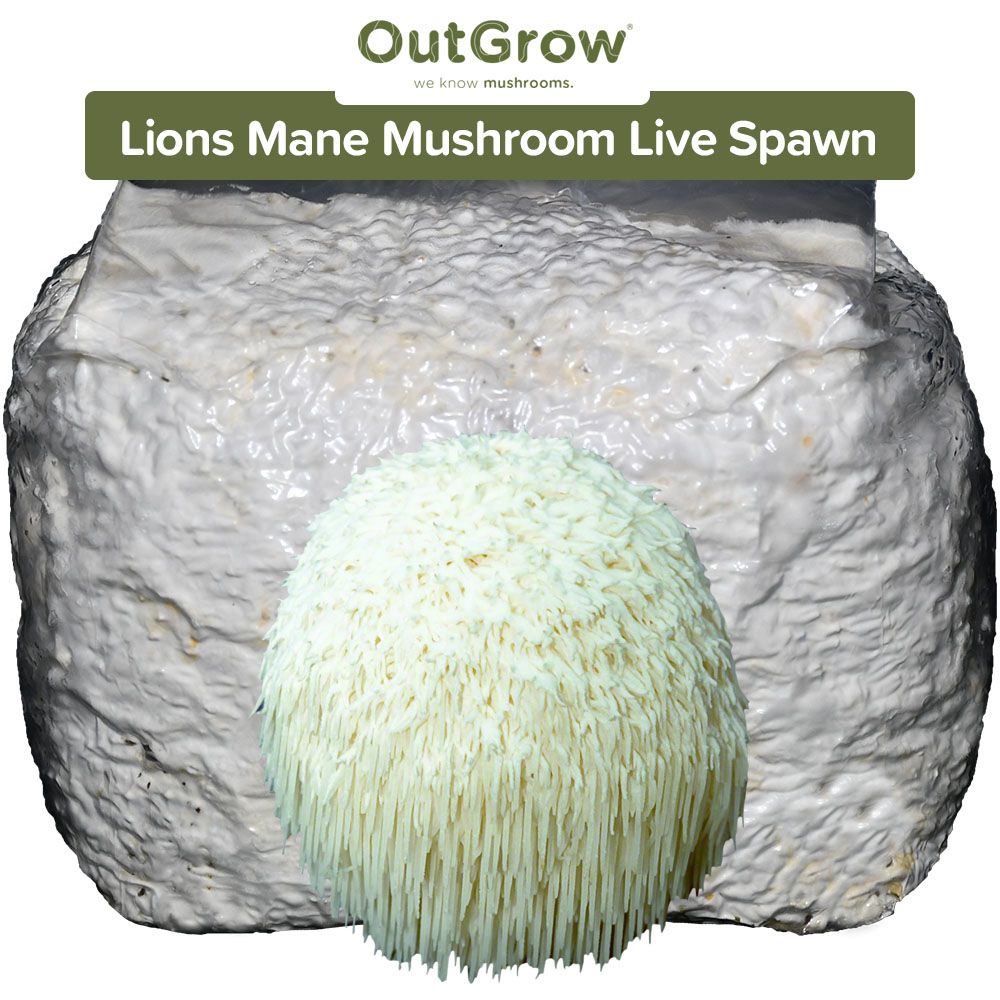 Lions Mane (Hericium erinaceous) Mushroom Spawn