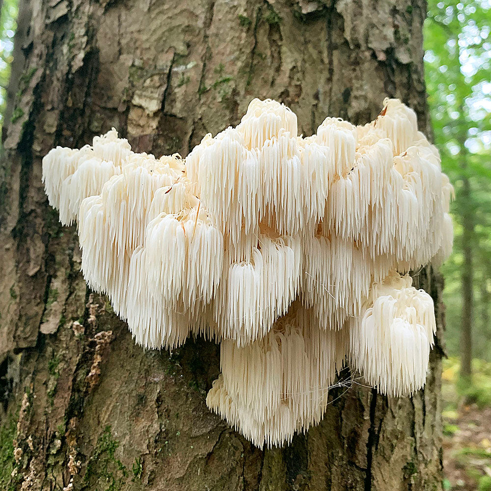 Lions Mane (Hericium erinaceus)
growing from a tree in the forest
