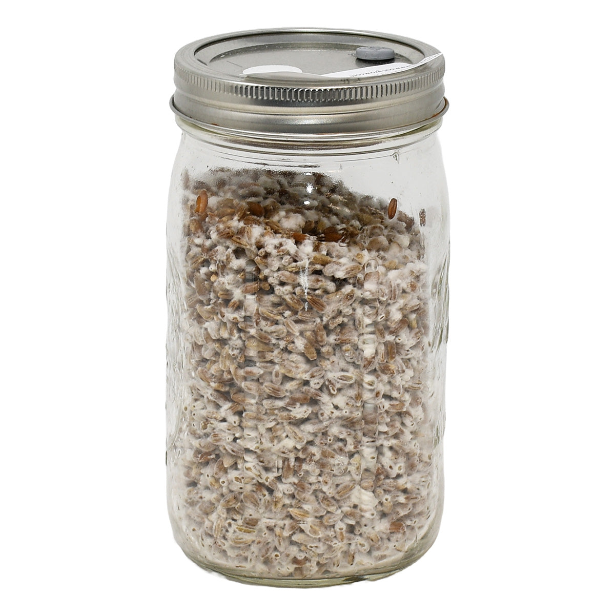 Maitake Mushroom Spawn