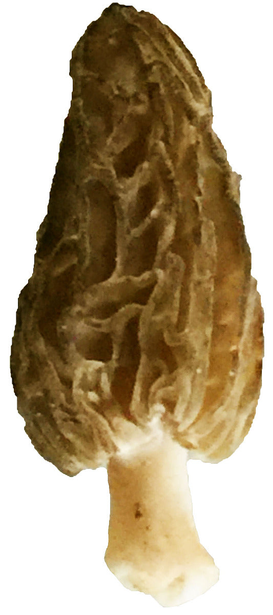 Morchella Mel-8 Mushroom