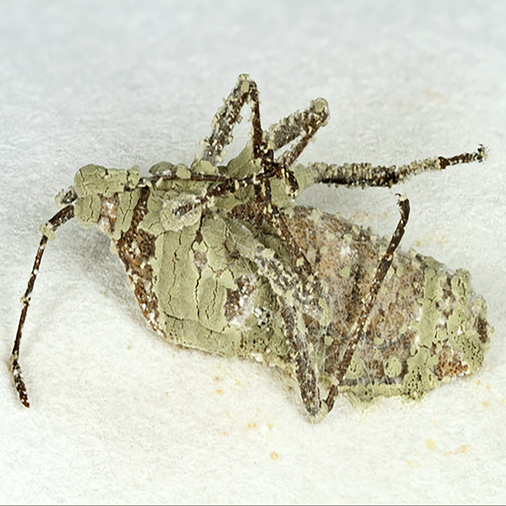 Metarhizium anisopliae
growing on an insect