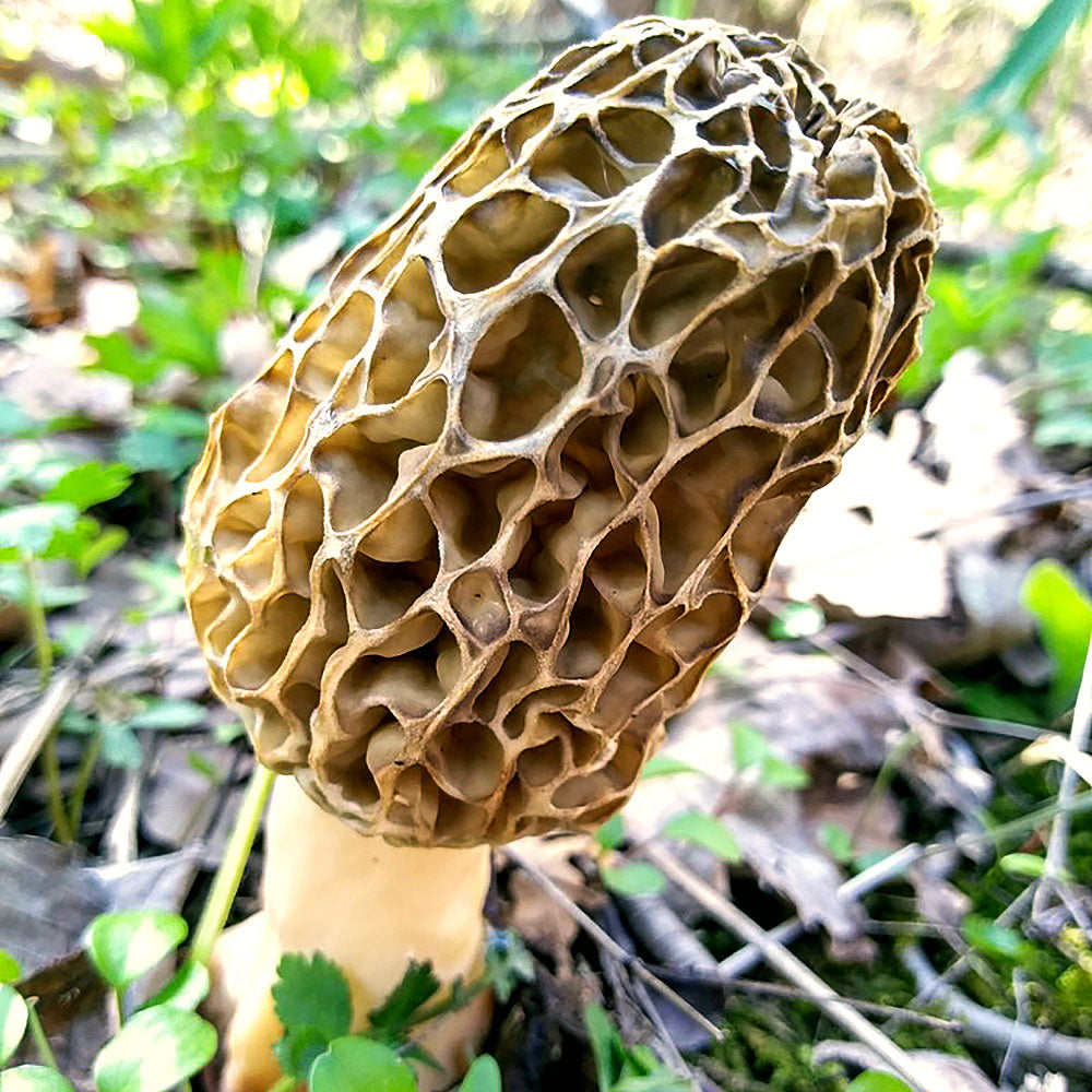 Morchella americana