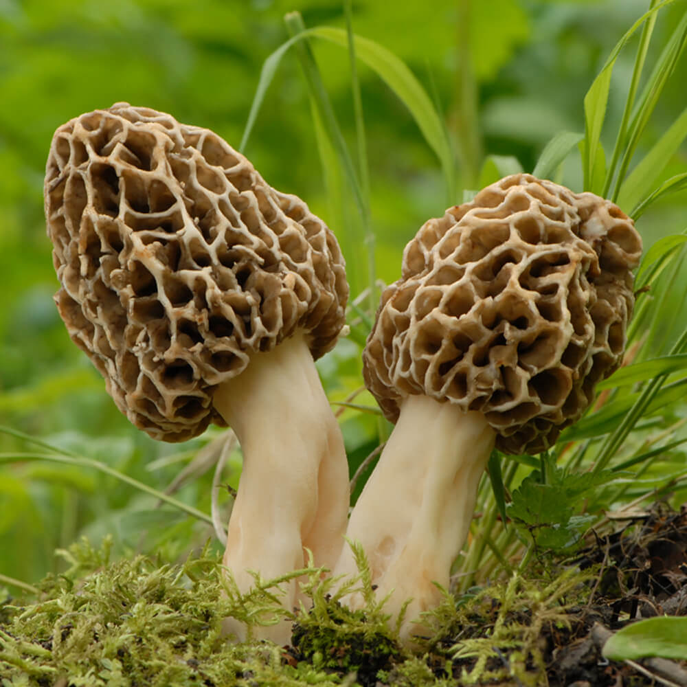 Yellow Morel (Morchella esculenta)