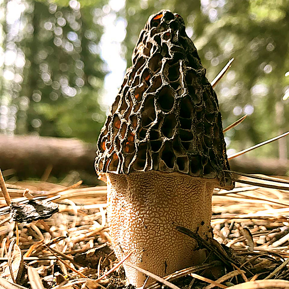 Morchella eximia