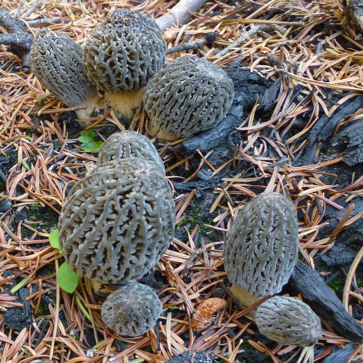 Morchella exuberans