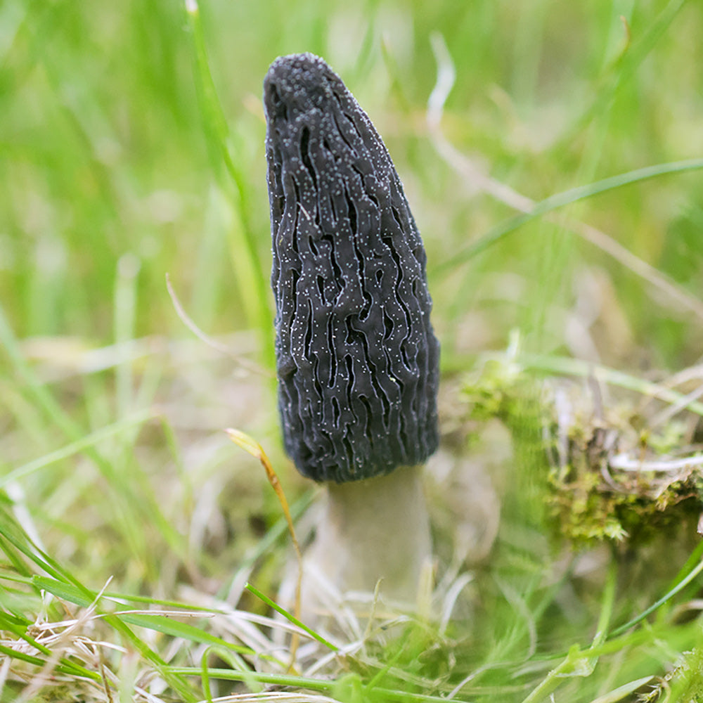 Morchella importuna
