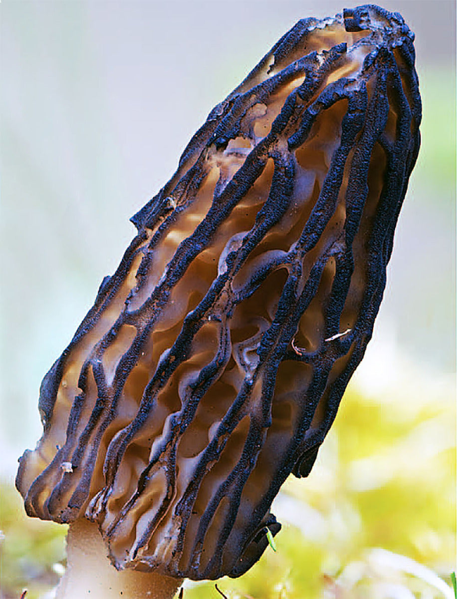 Morchella laurentiana