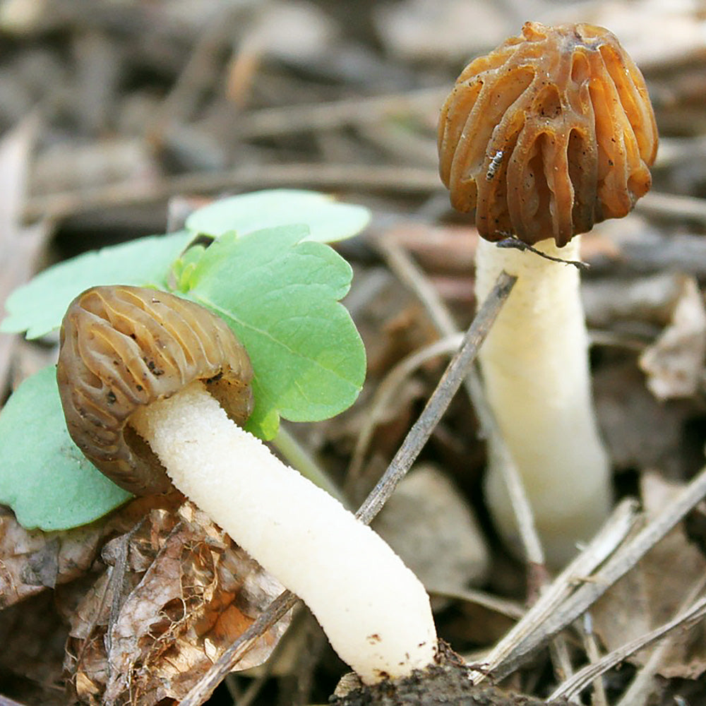 Morchella punctipes
growing from forest floor