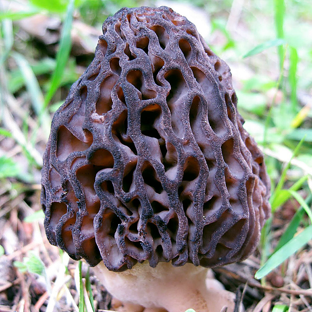 Morchella purpurascens