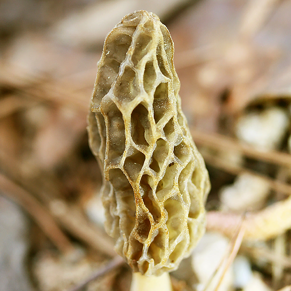 Morchella sceptriformis Mushroom