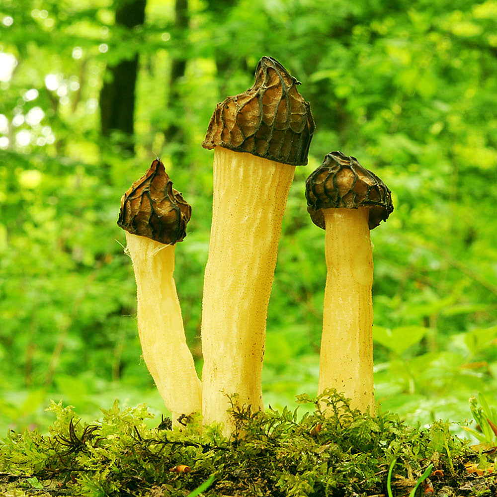 Half Free Morel (Morchella semilibera)
Growing out of moss