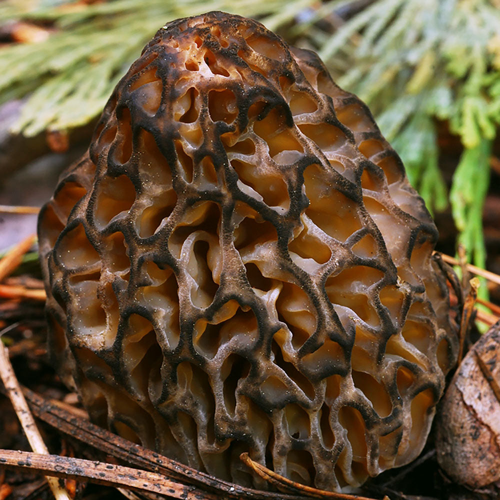 Morchella snyderi mushroom