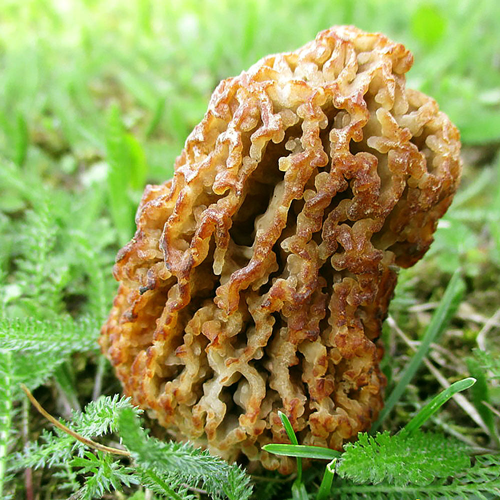 Morchella steppicola mushroom
growing out of green moss