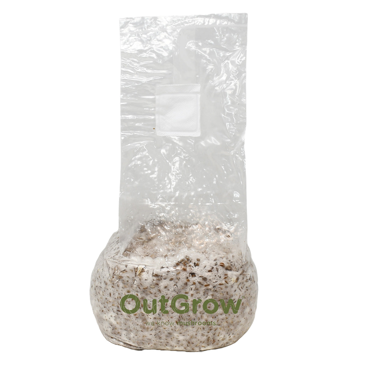 King Oyster Mushroom Grain Spawn