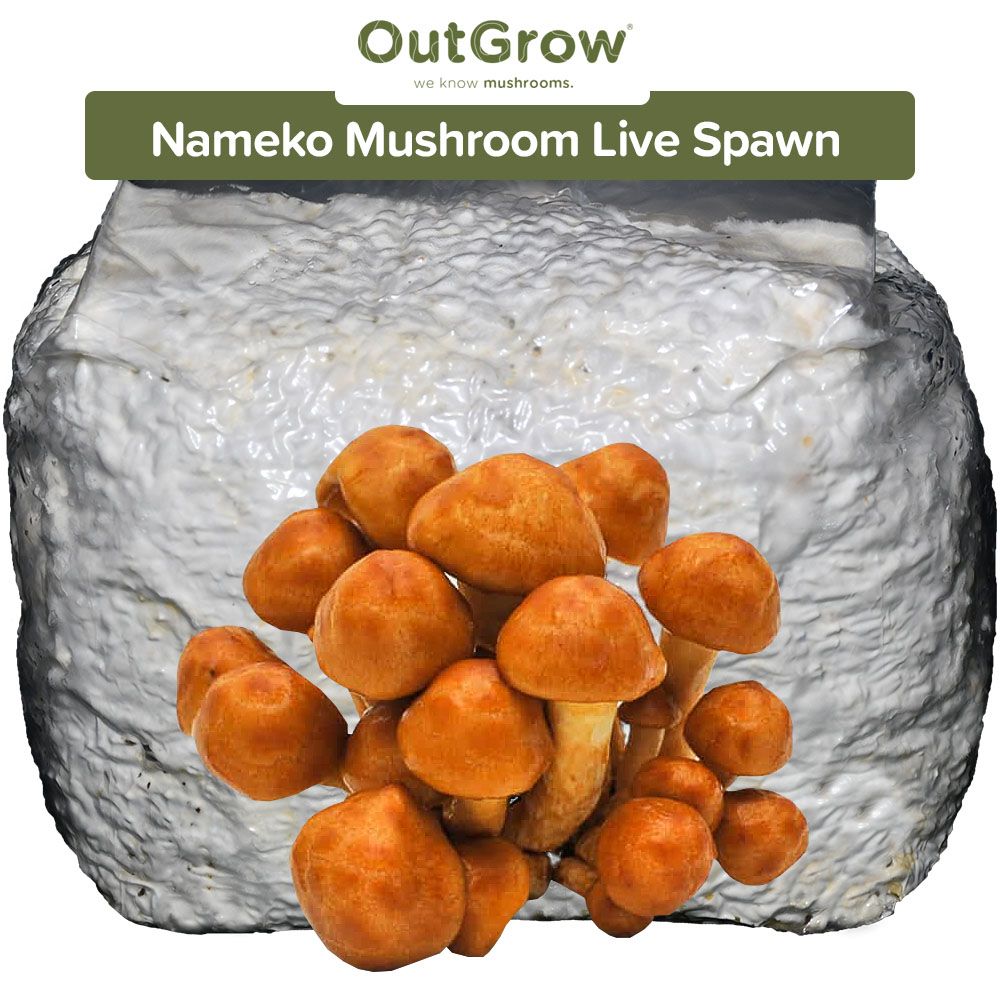 Nameko (Pholiota nameko) Live Spawn