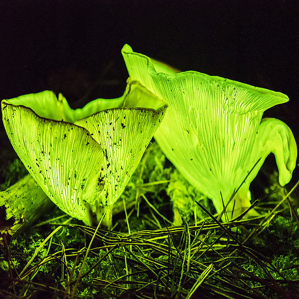 Ghost Fungus (Omphalotus nidiformis)
Glowing in the dark
Growing out of pine needles and moss