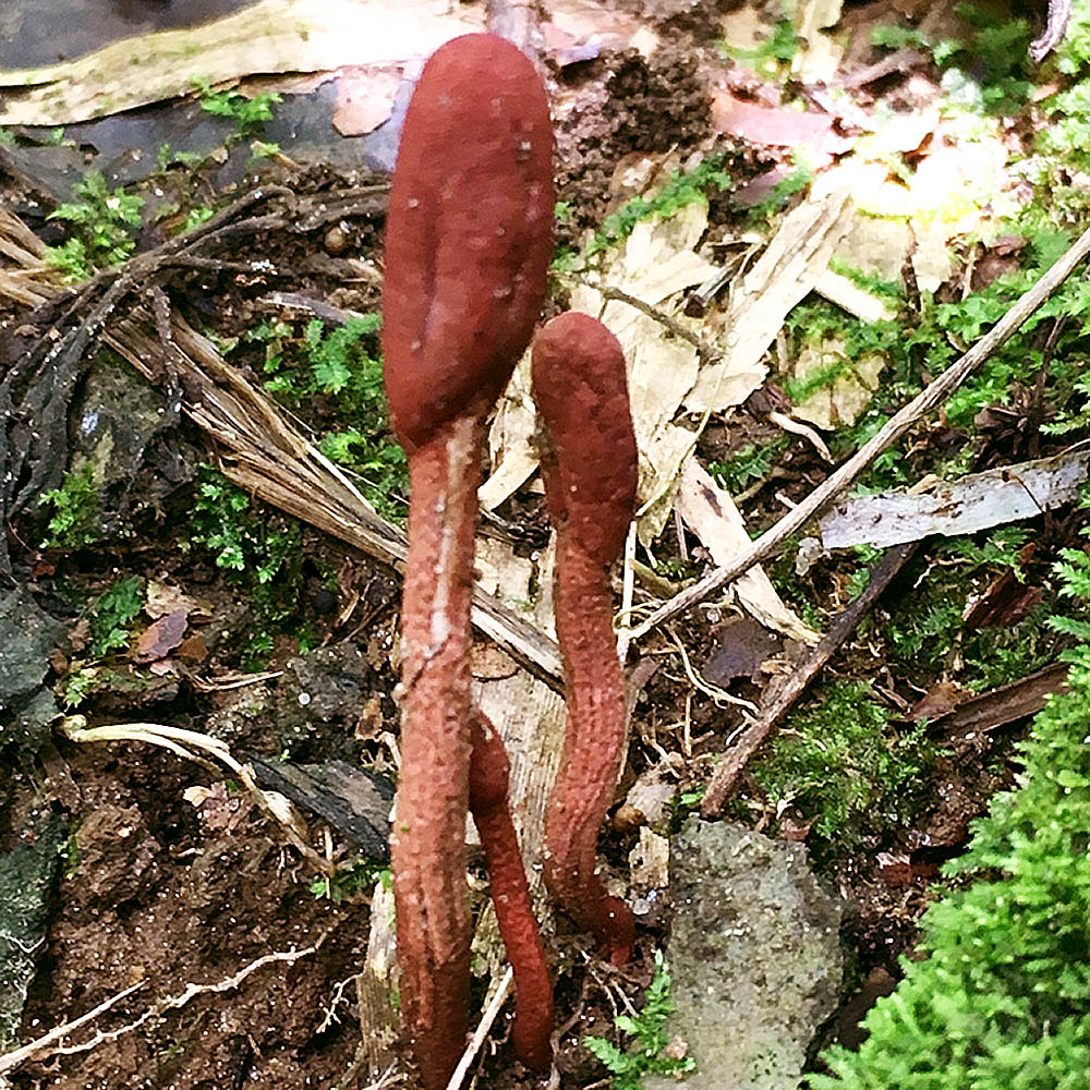 Ophiocordyceps sobolifera
growing out of the soil