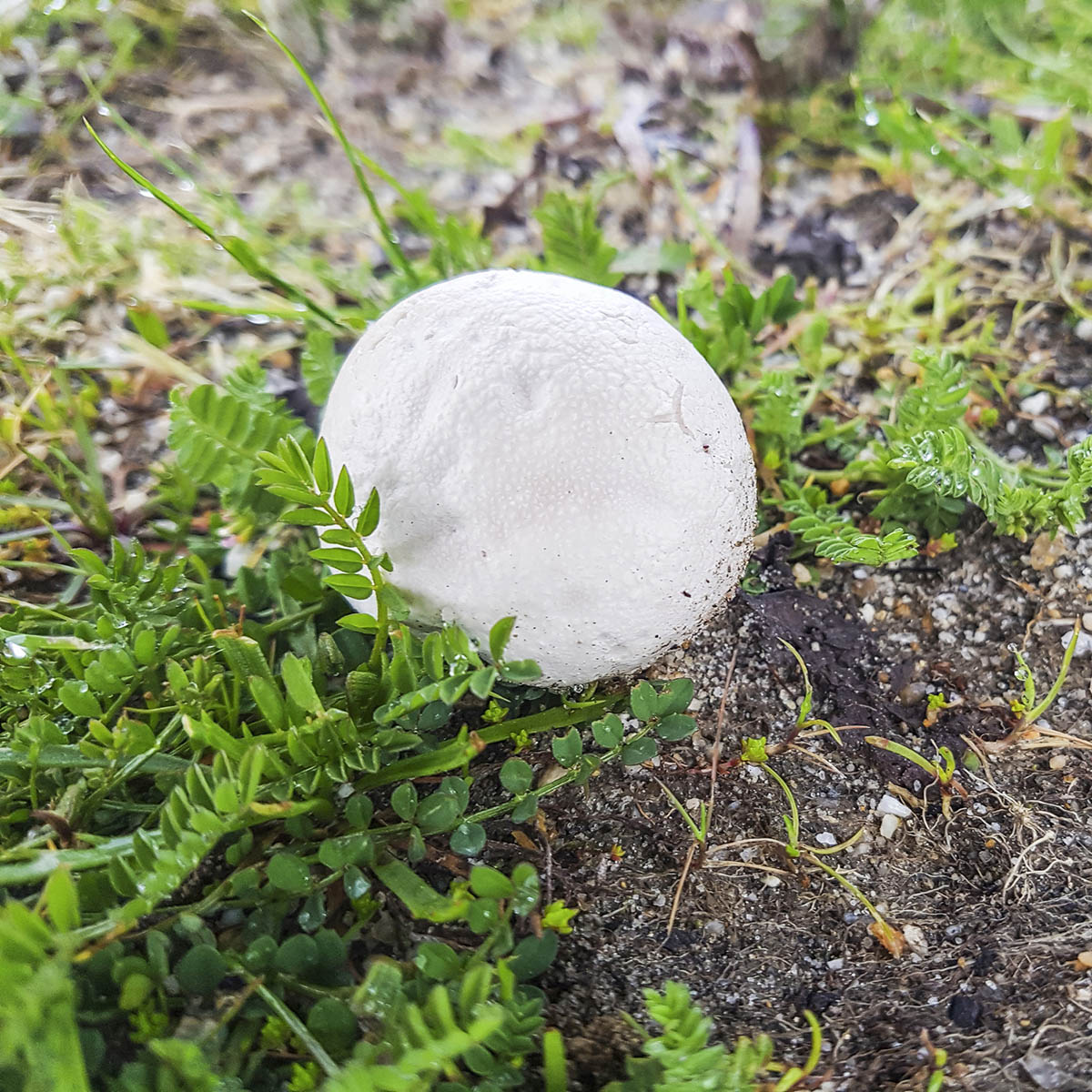 Paltry Puffball (Bovista plumbea)